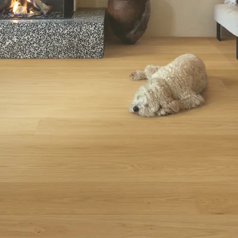 Parquet Quick-Step dans un salon avec chien qui dort